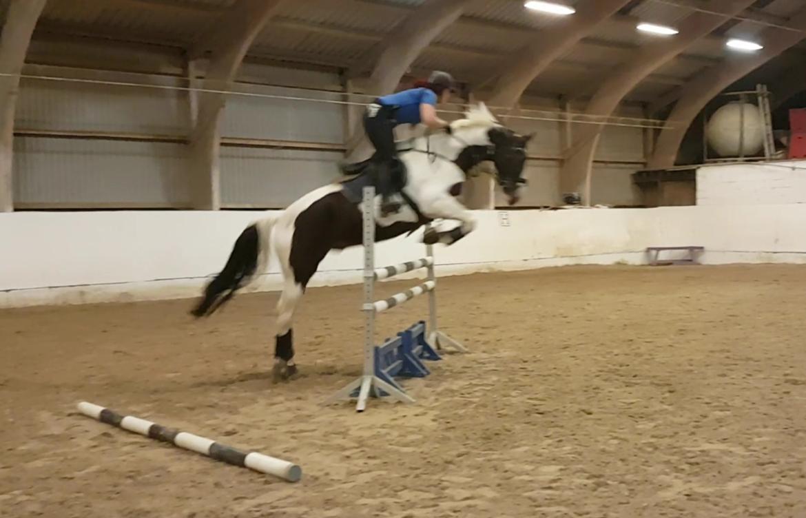 Pinto Bakkegaardens Montoya billede 23