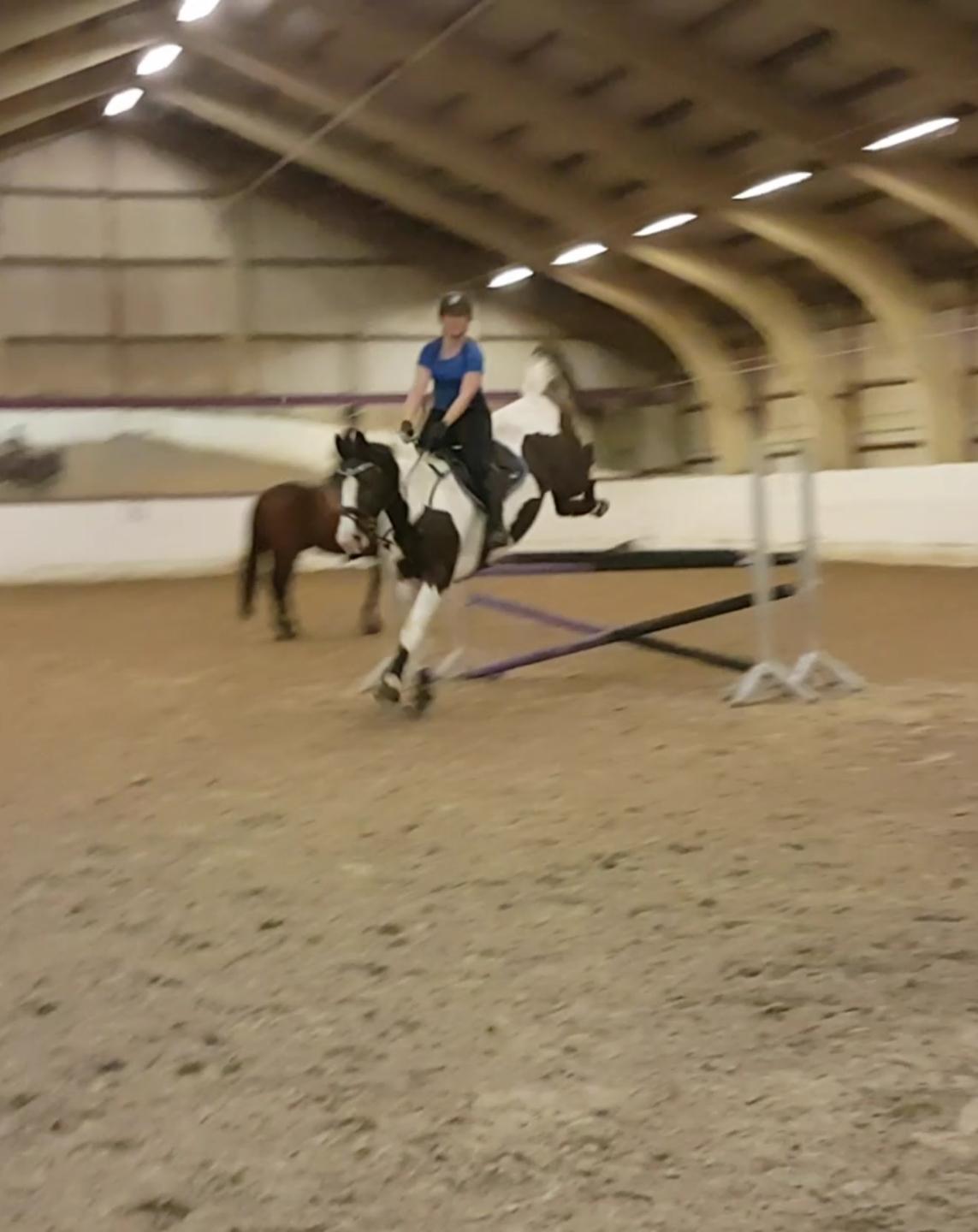 Pinto Bakkegaardens Montoya billede 24