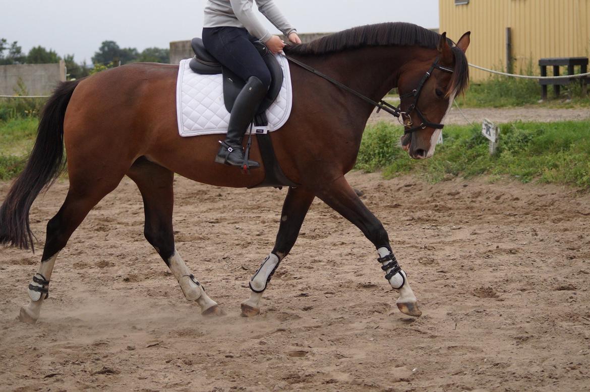 Anden særlig race Tesla billede 1