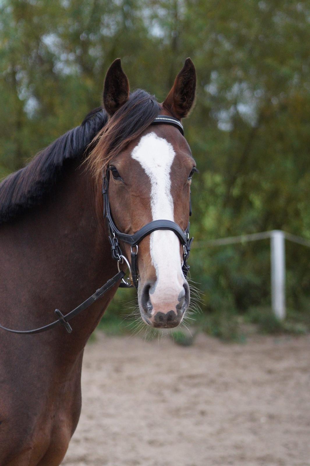 Anden særlig race Tesla billede 3