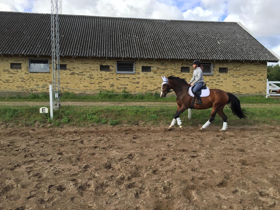 Anden særlig race Tesla billede 4