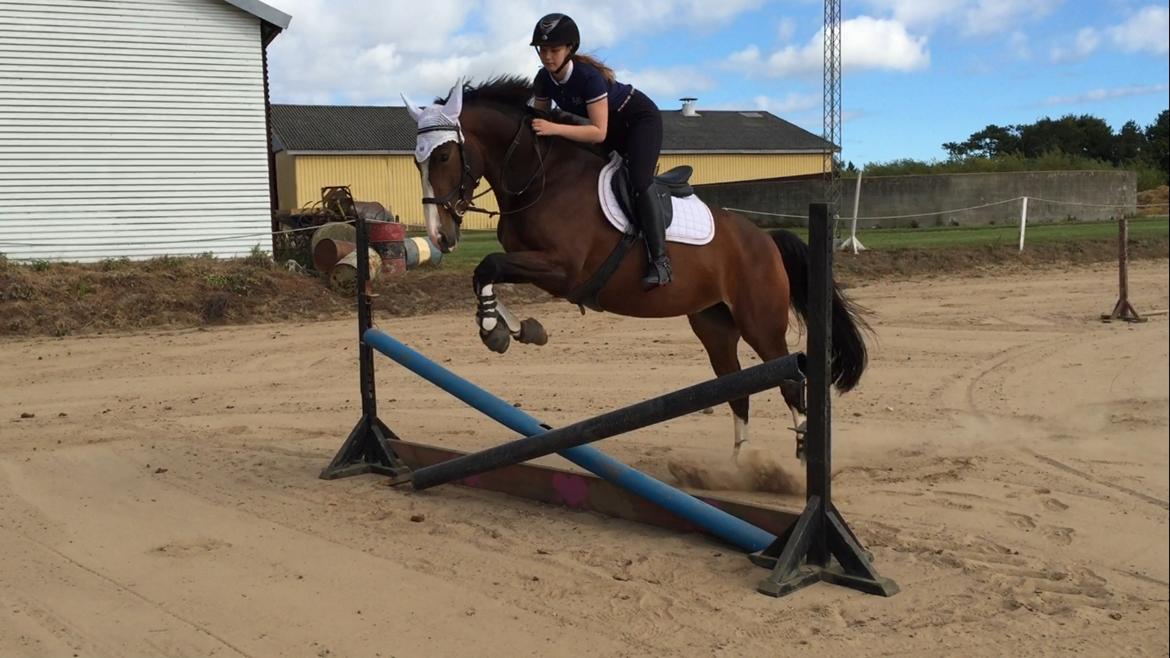 Anden særlig race Tesla billede 5