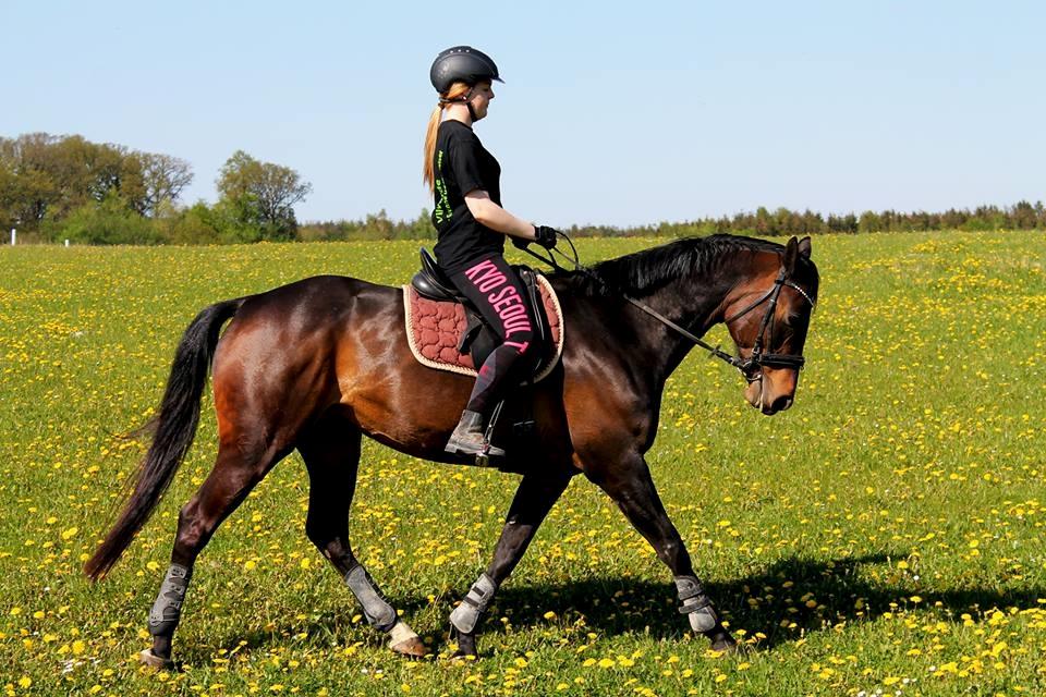 Dansk Varmblod Poppelgaardens Penelope billede 1