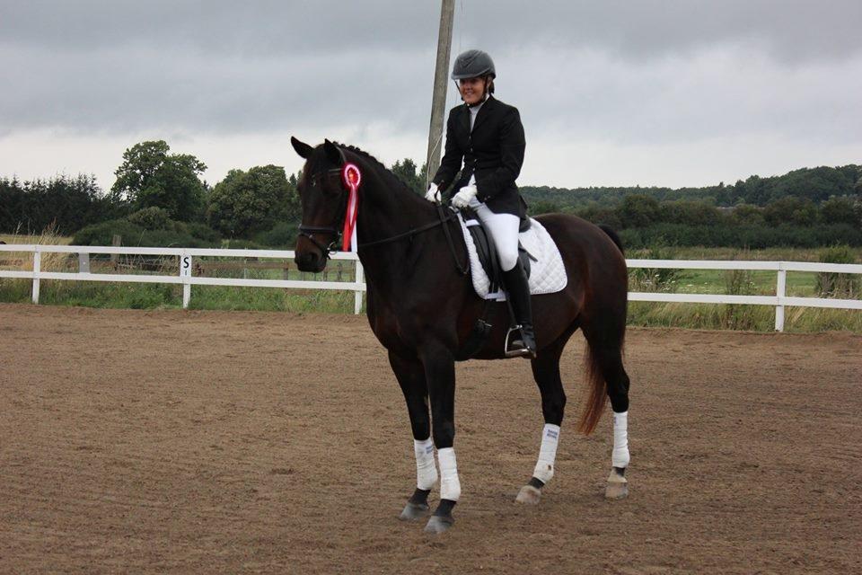 Dansk Varmblod Poppelgaardens Penelope billede 2