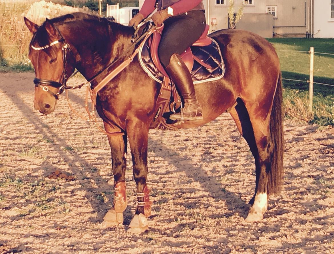 Anden særlig race Fibiger's Påø Laszlo billede 18