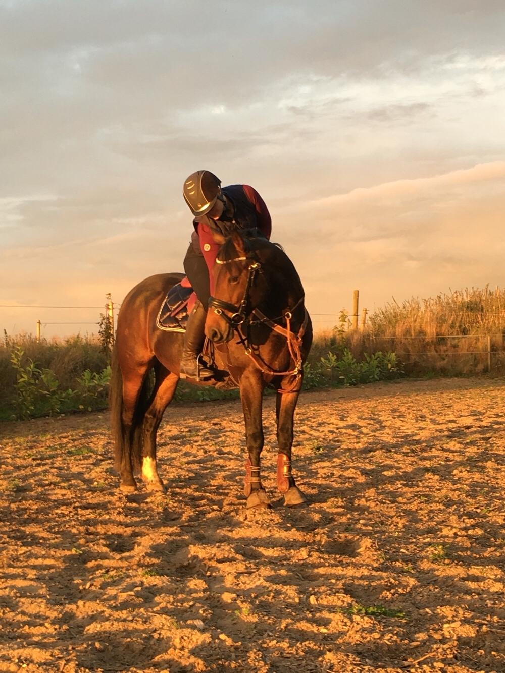 Anden særlig race Fibiger's Påø Laszlo billede 20
