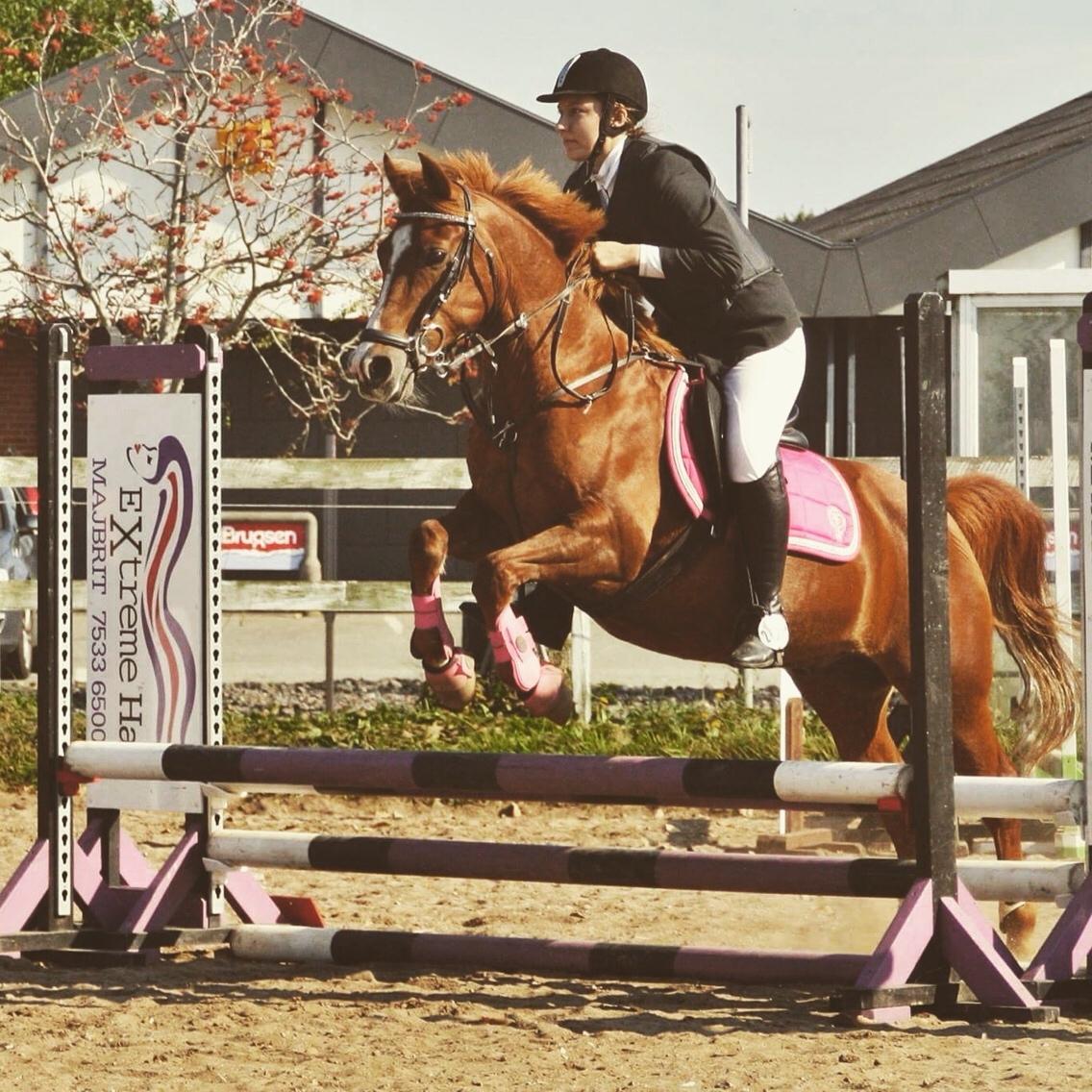 Anden særlig race Forint billede 18