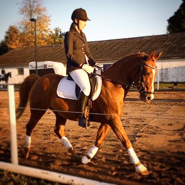 Anden særlig race Forint billede 20