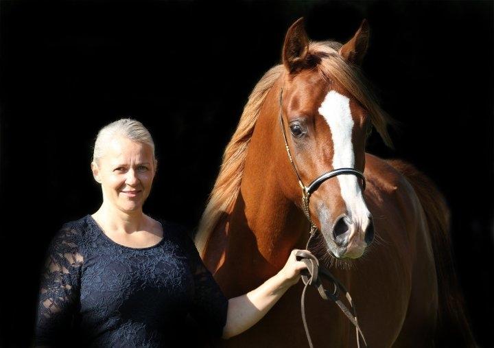 Arabisk fuldblod (OX) Marco APN - 2014-2017* billede 9