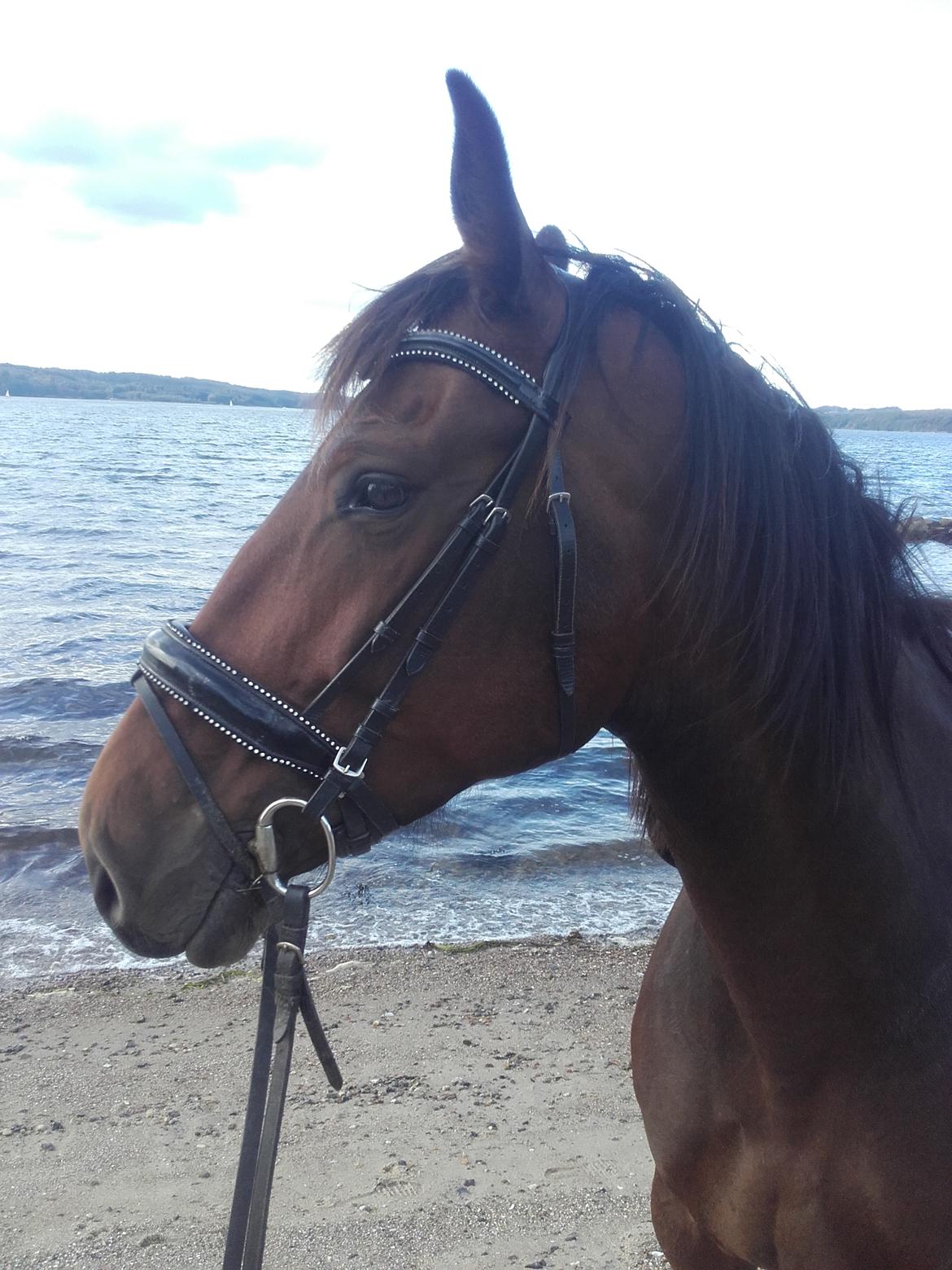 Dansk Varmblod Ayoe billede 10