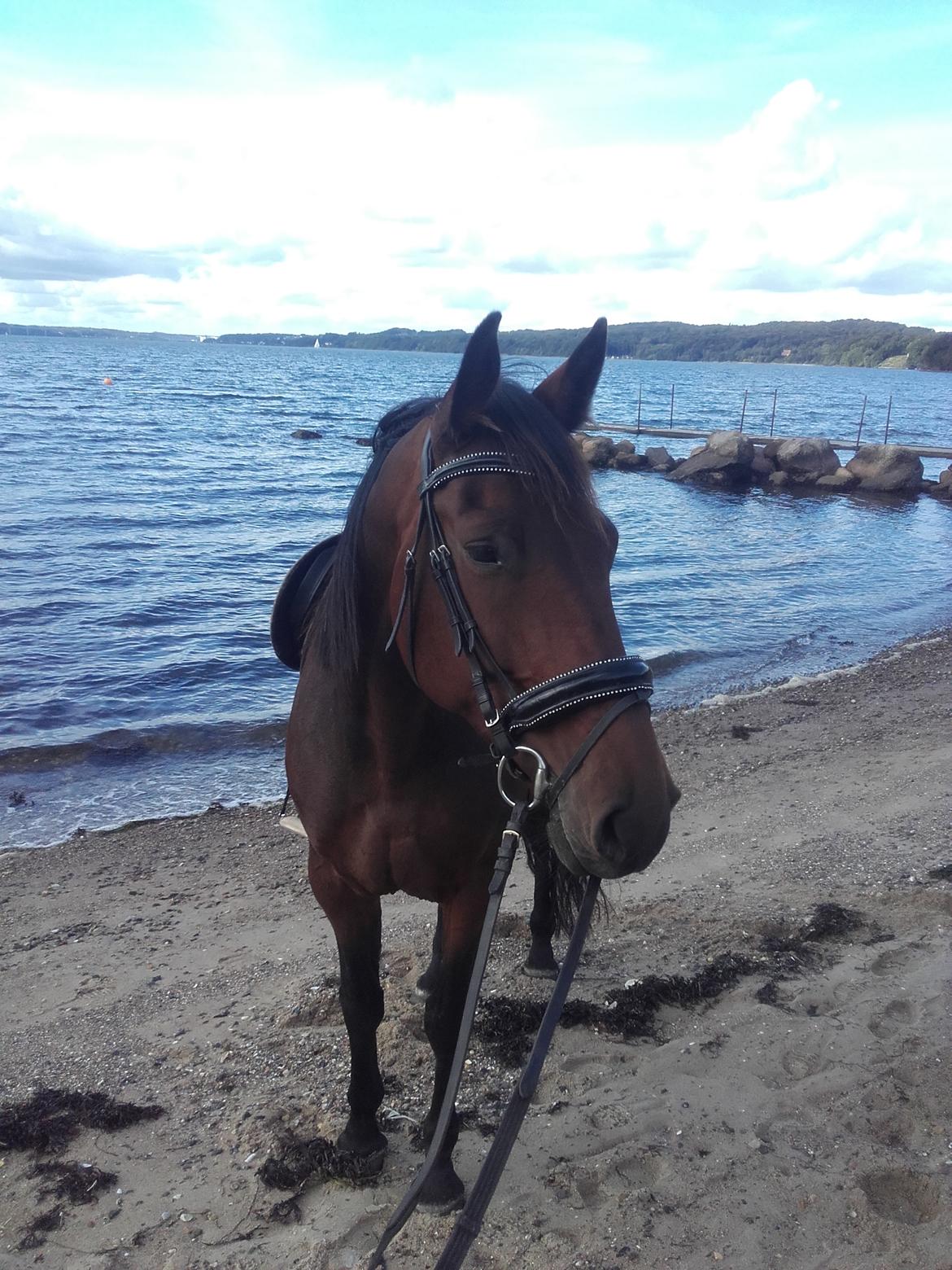 Dansk Varmblod Ayoe billede 11