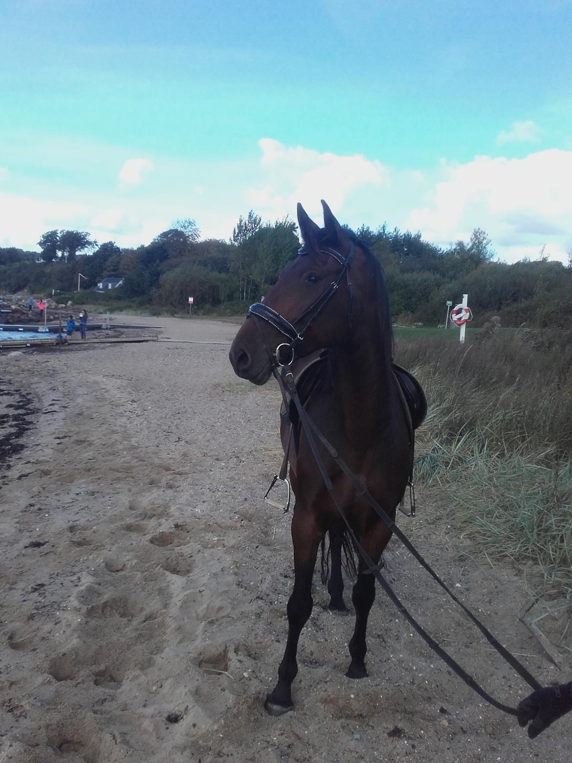 Dansk Varmblod Ayoe billede 12