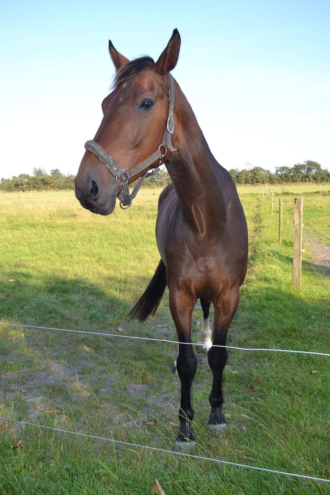 Dansk Varmblod Zano Redtz - Vi hyggger på fold billede 15