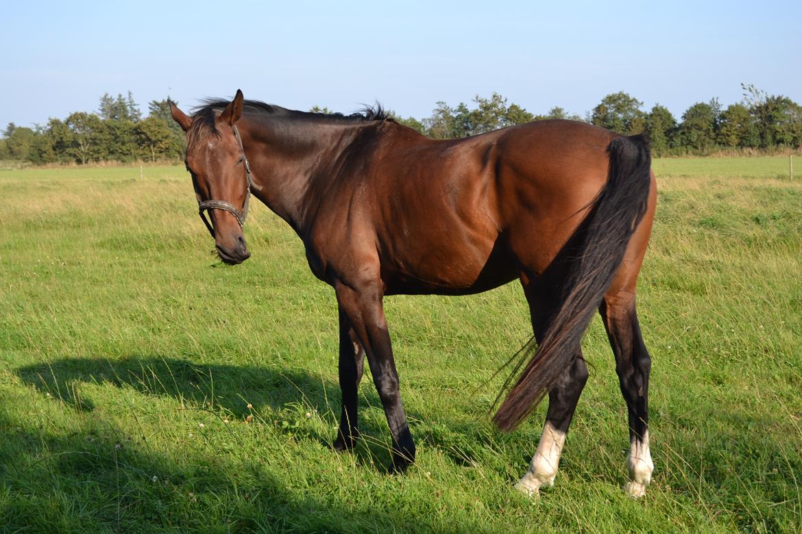 Dansk Varmblod Zano Redtz - Zano på fold billede 10