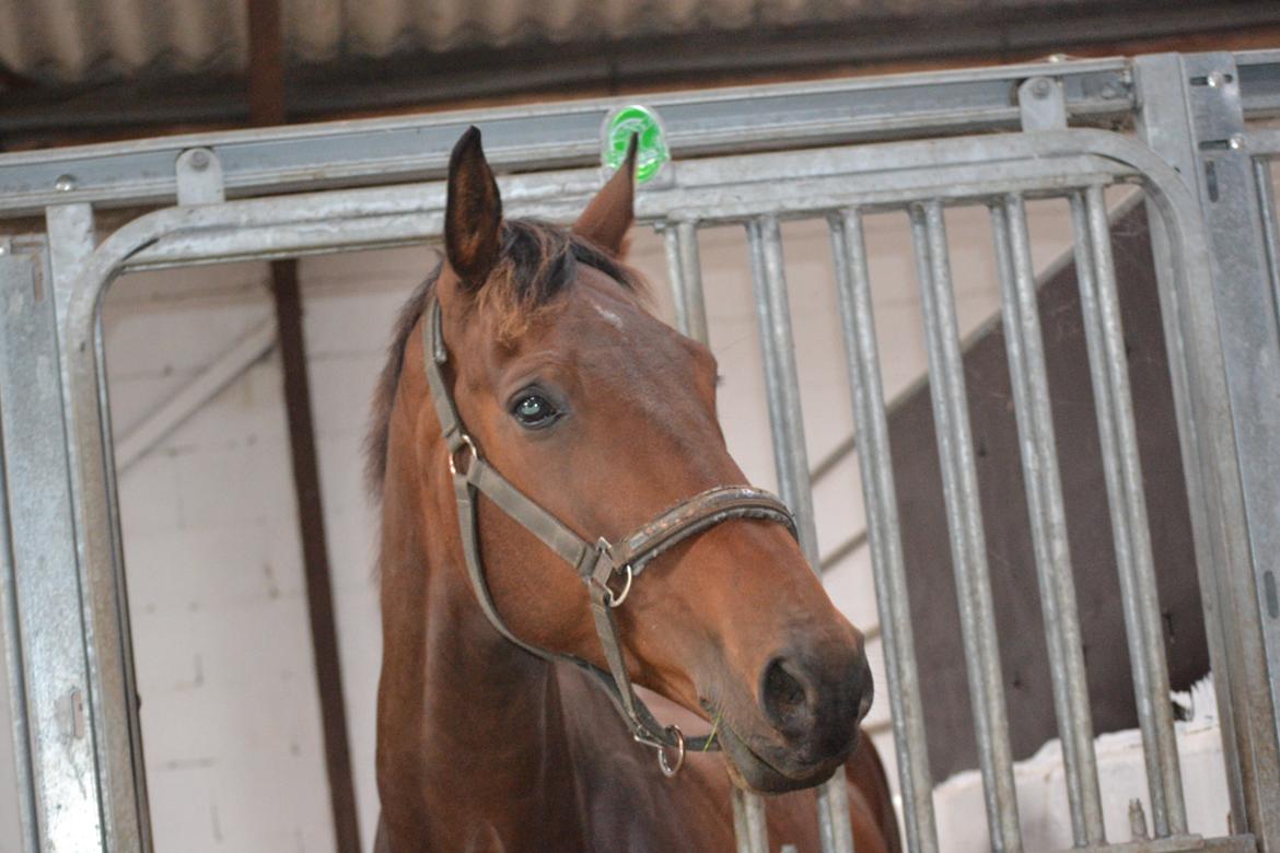 Dansk Varmblod Zano Redtz - Zano i sin nye boks billede 13