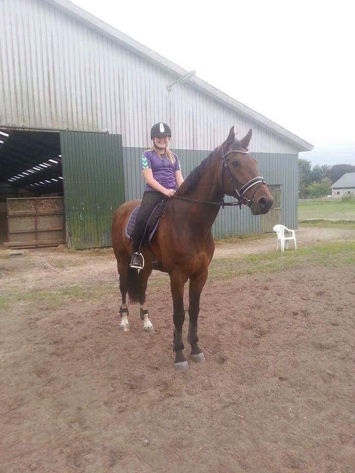 Dansk Varmblod Zano Redtz billede 2