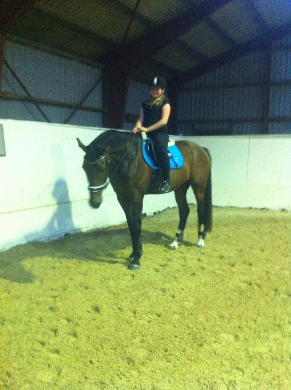 Dansk Varmblod Zano Redtz billede 14