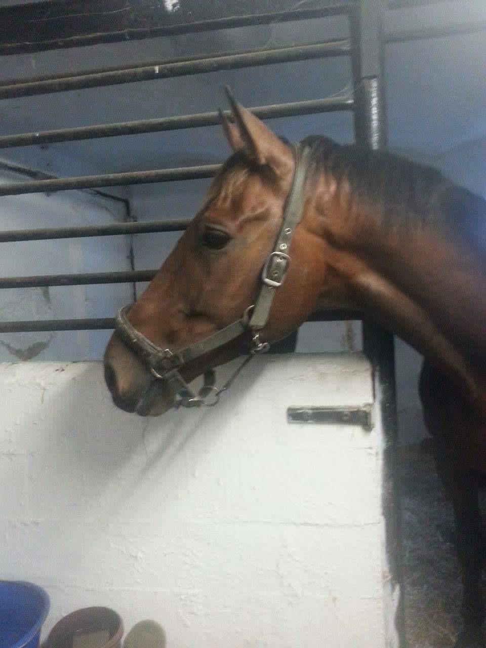 Dansk Varmblod Zano Redtz - Fra da vi var oppe og prøve ham billede 6