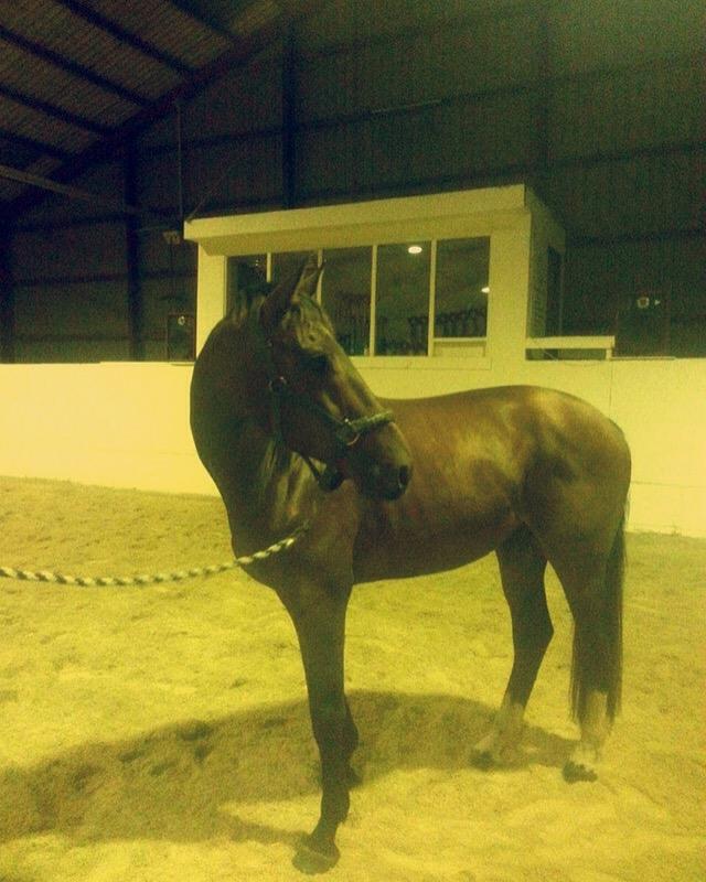 Dansk Varmblod Zano Redtz - første gang hjemme billede 17