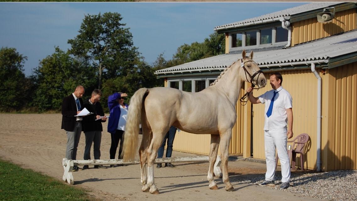 Frederiksborg Nytoftgaards Shogun billede 44