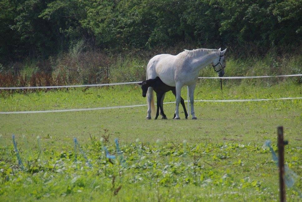 Zangersheide Pachanga Z billede 2