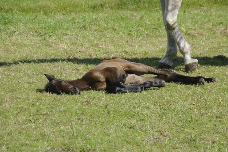 Zangersheide Pachanga Z billede 3