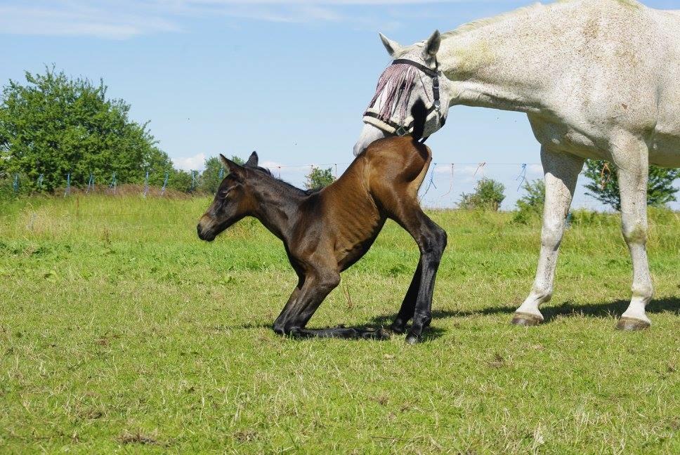 Zangersheide Pachanga Z billede 4