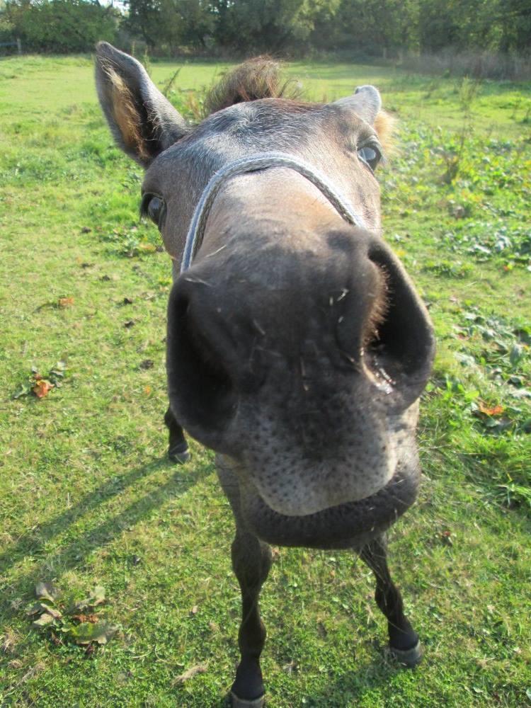 Zangersheide Pachanga Z billede 5