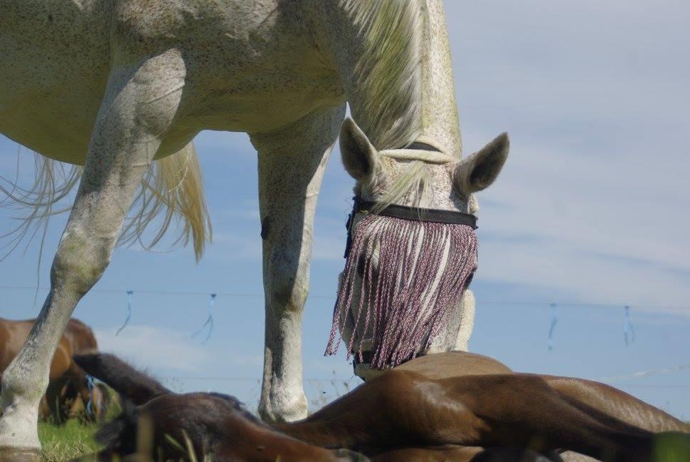 Zangersheide Pachanga Z billede 6