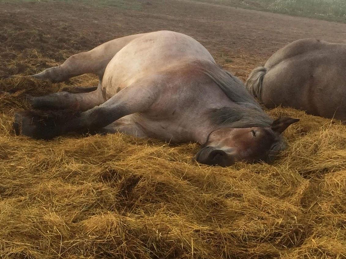 Belgier Beatrice af Skelmosegaard billede 14