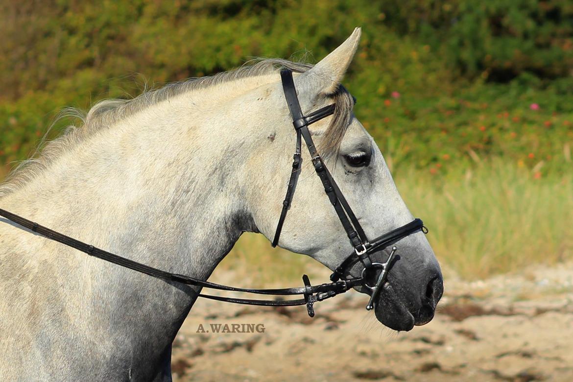 Lipizzaner Fantasia - 290 billede 18