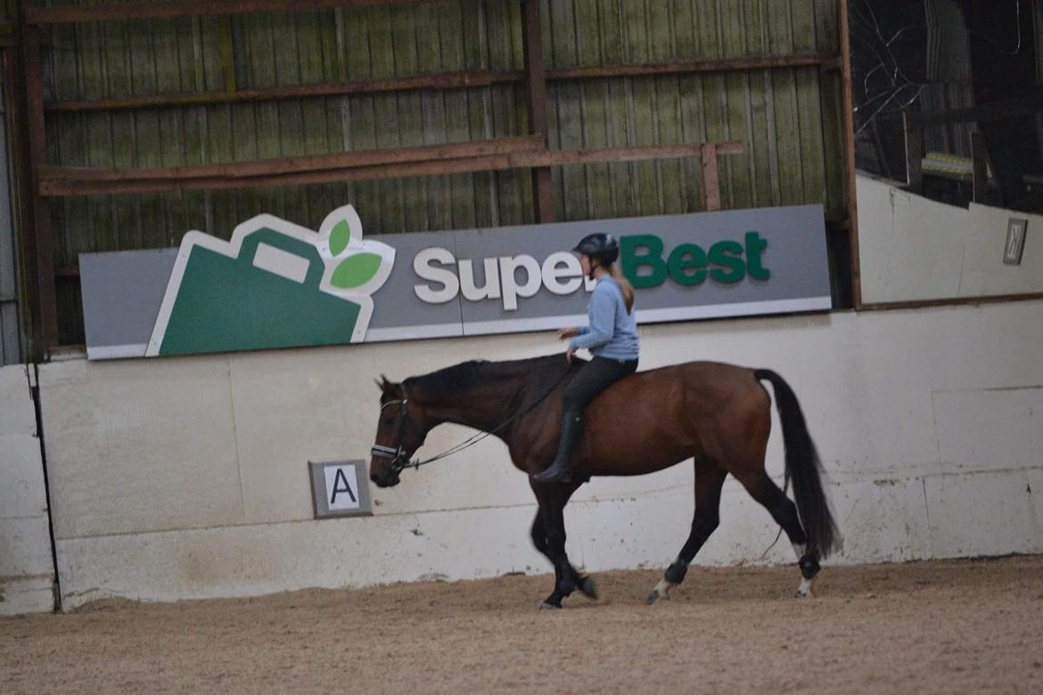 Dansk Varmblod Zano Redtz - Anden gang uden sadel billede 7