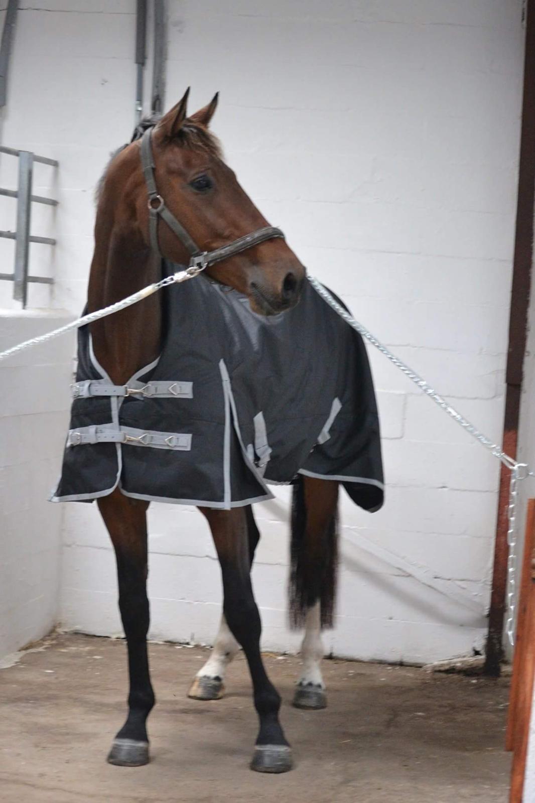 Dansk Varmblod Zano Redtz - Lækker med hans nye dækken billede 5