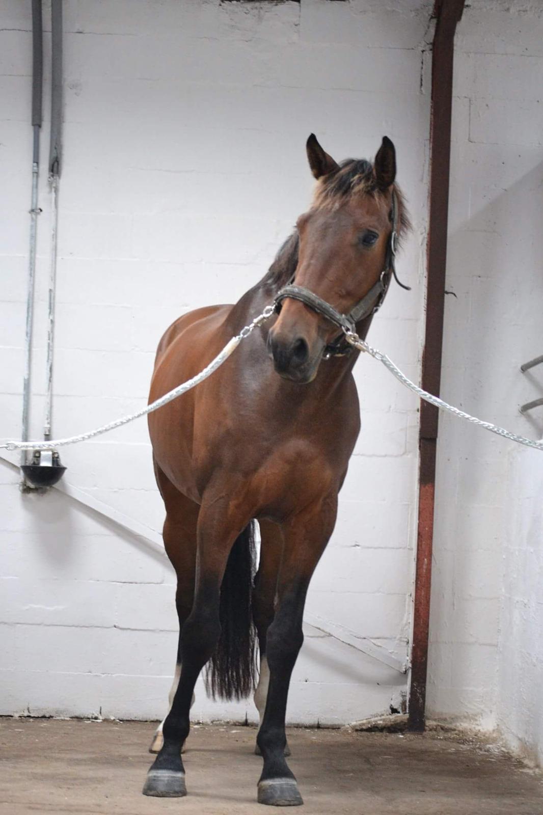 Dansk Varmblod Zano Redtz - Fotogen hest alligevel billede 3