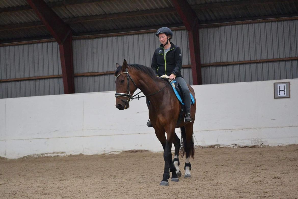 Dansk Varmblod Zano Redtz - Mor og Zano billede 9