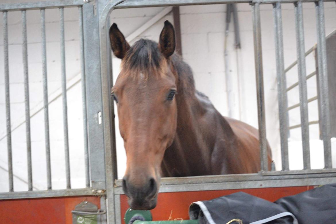 Dansk Varmblod Zano Redtz - Lækre Zano billede 8