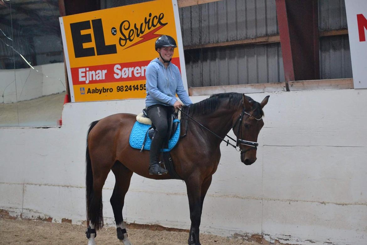 Dansk Varmblod Zano Redtz - Verdens bedste Zano  billede 1