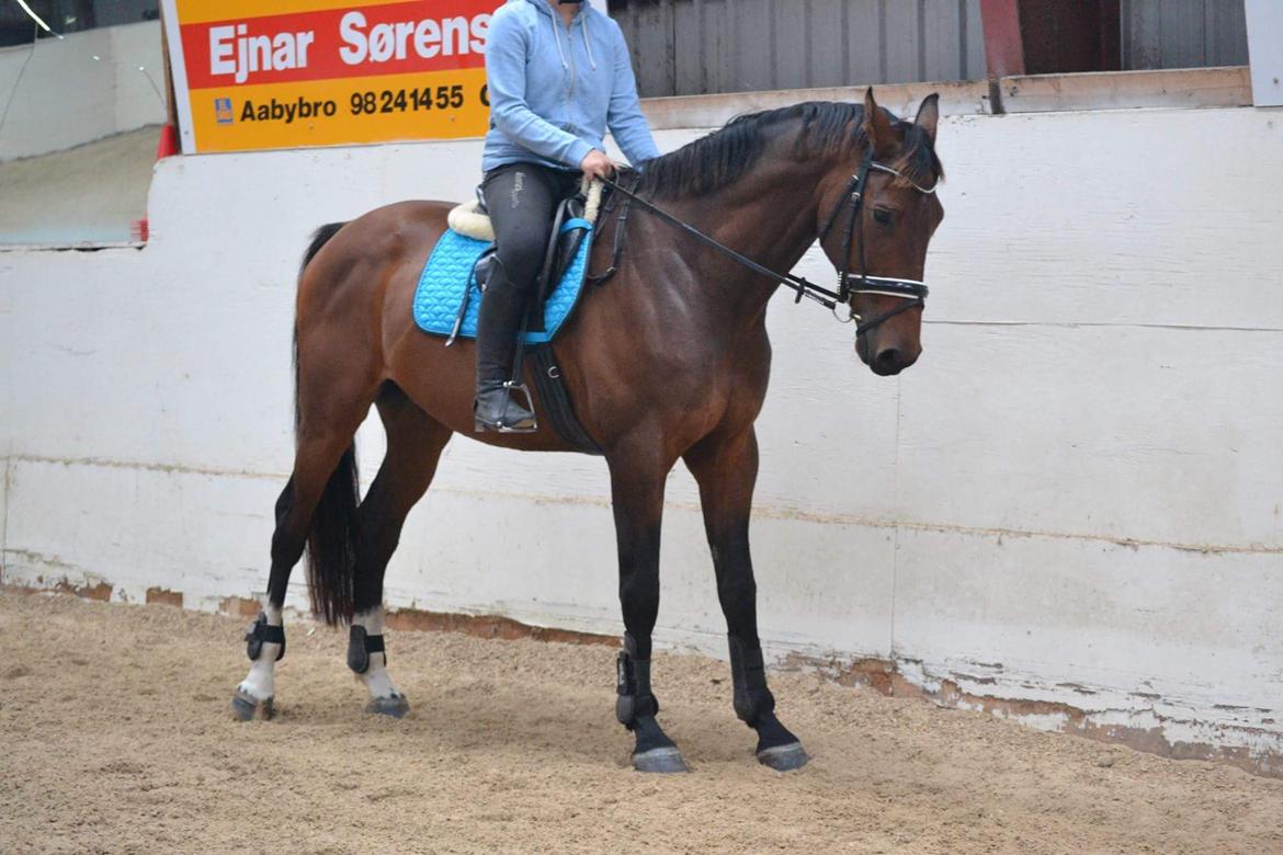 Dansk Varmblod Zano Redtz - Lækker hyp billede 16
