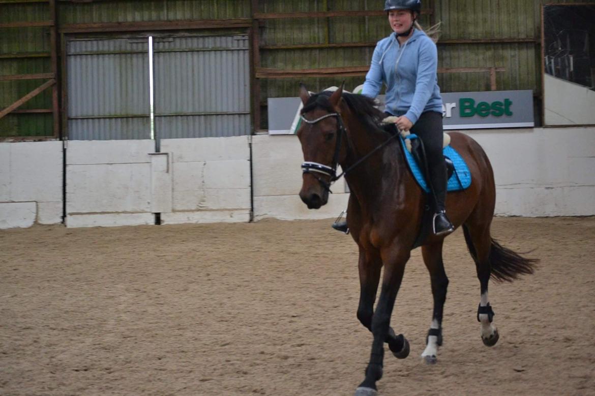 Dansk Varmblod Zano Redtz - Fuld fart i øgeningerne  billede 11