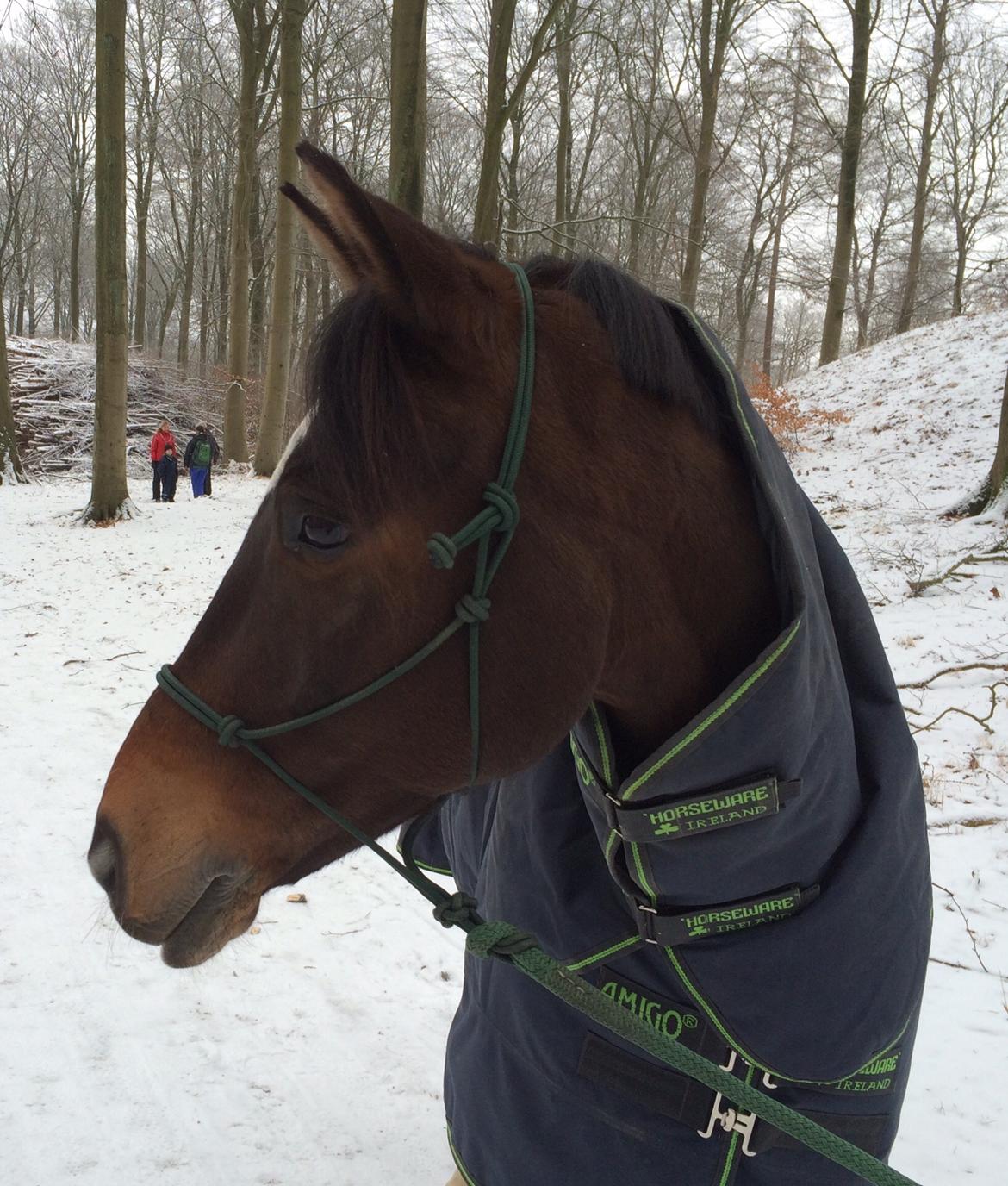 New Forest Opbroek's  Aron  billede 1