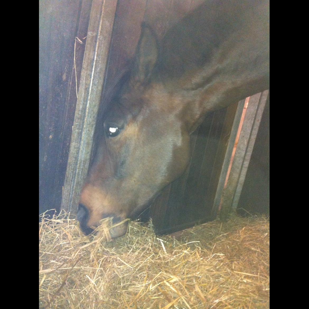 New Forest Opbroek's  Aron  billede 3