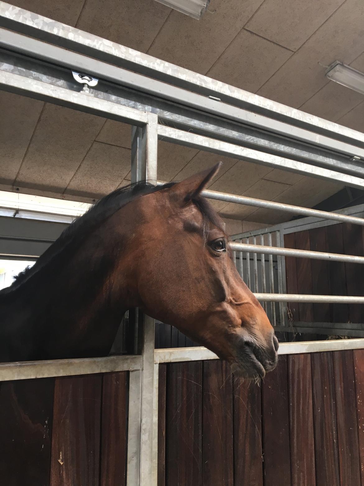 New Forest Opbroek's  Aron  billede 5