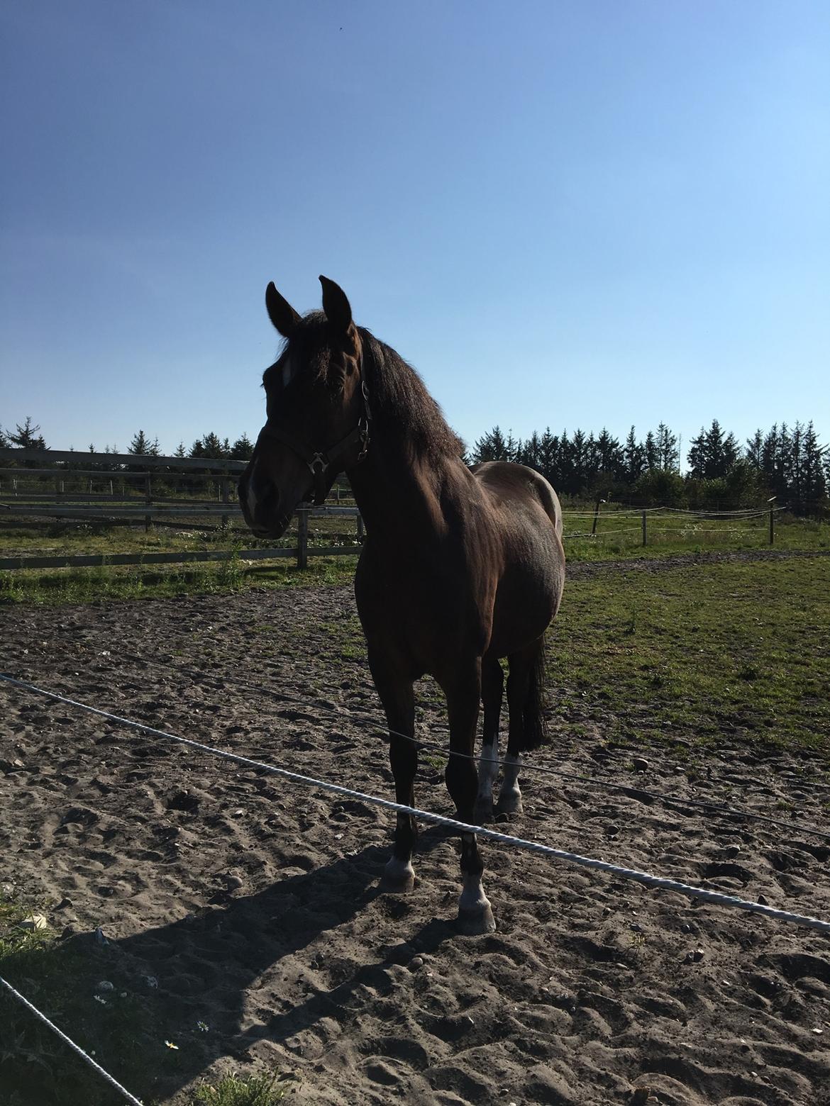 New Forest Opbroek's  Aron  billede 8