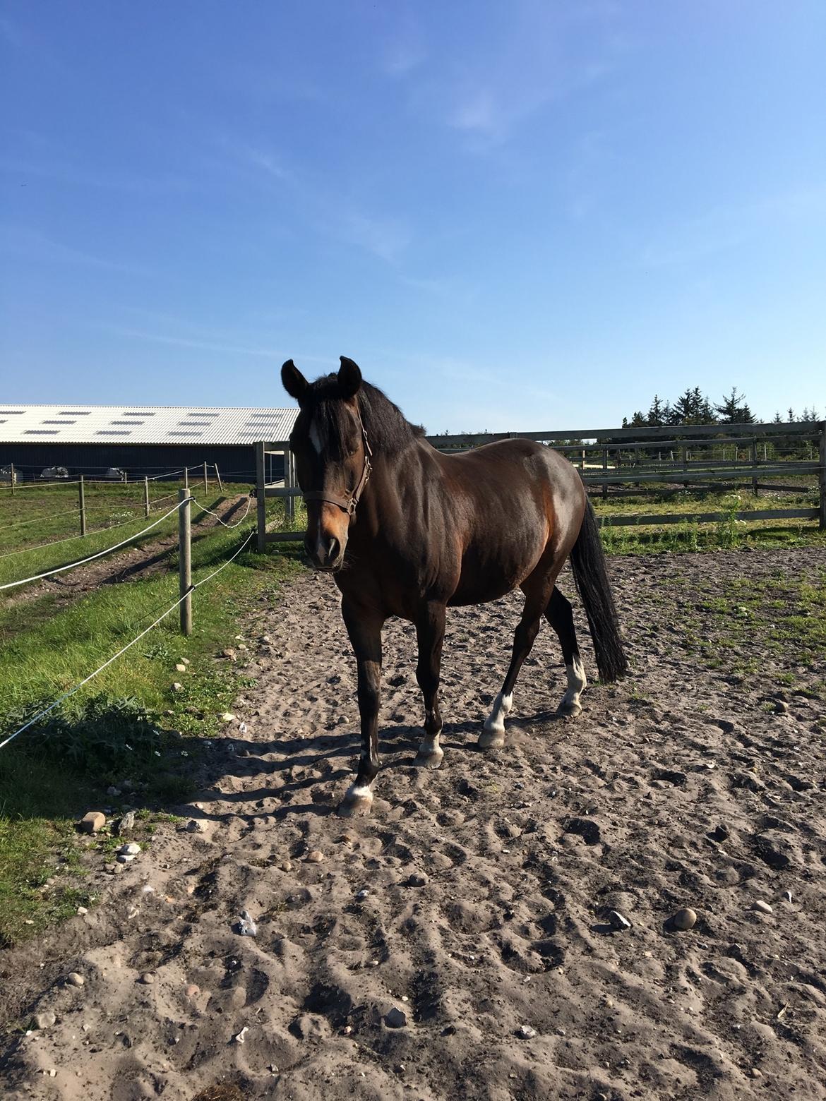 New Forest Opbroek's  Aron  billede 9