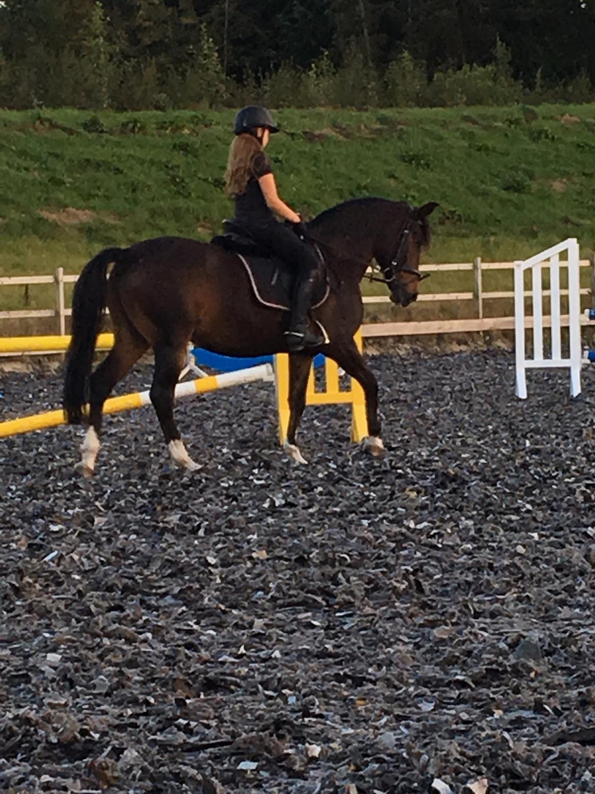 New Forest Opbroek's  Aron  billede 10