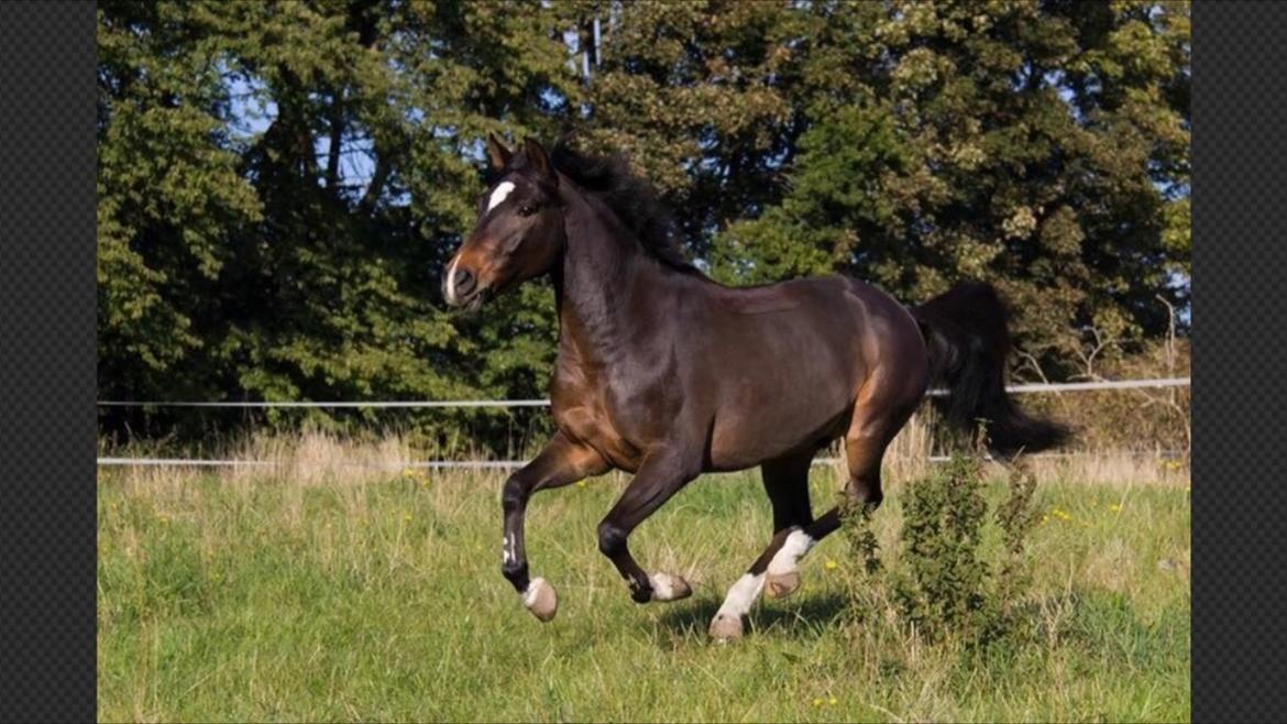 New Forest Opbroek's  Aron  billede 6