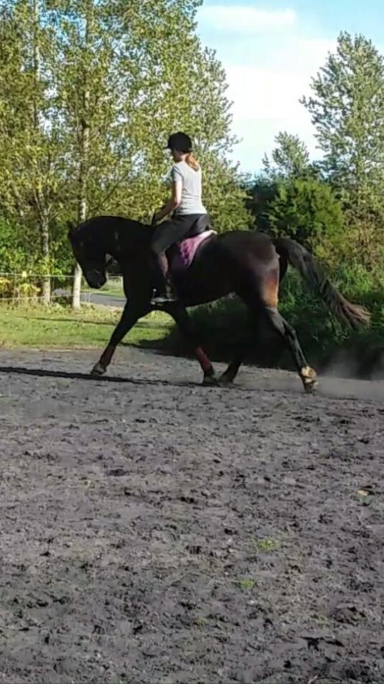 Barockpinto Diablo billede 6