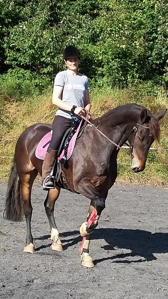 Barockpinto Diablo billede 7