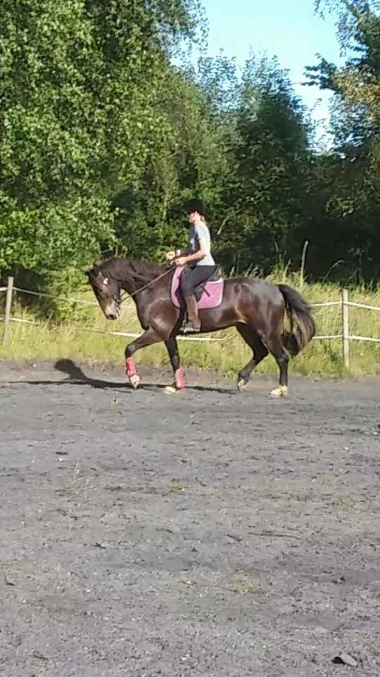 Barockpinto Diablo billede 8