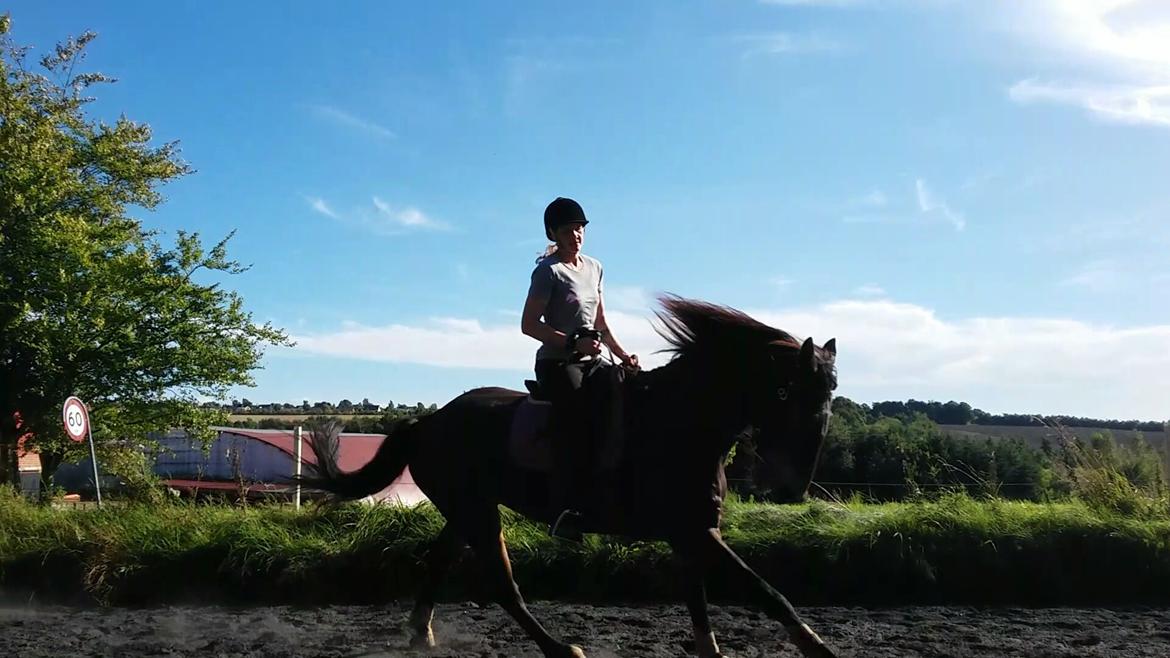 Barockpinto Diablo billede 9